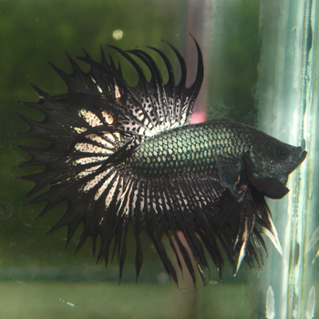 king crowntail betta